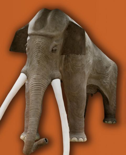 Elephas Elephas