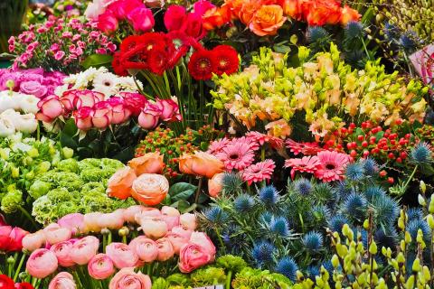 Fiori e piante Fiori e piante