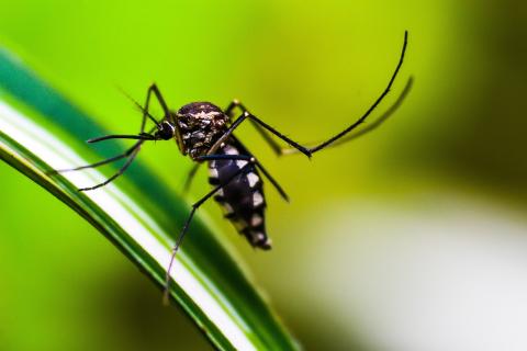 Dengue Dengue